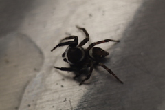 Hasarius adansoni