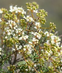 Platysace trachymenioides