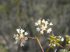 Platysace trachymenioides