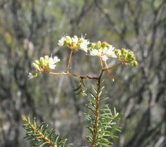Platysace trachymenioides