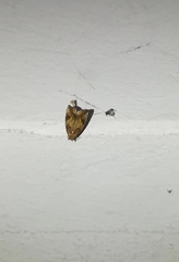 Lepidoptera
