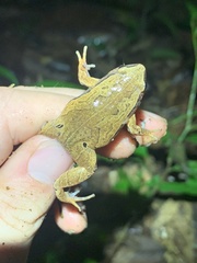 Hamptophryne boliviana