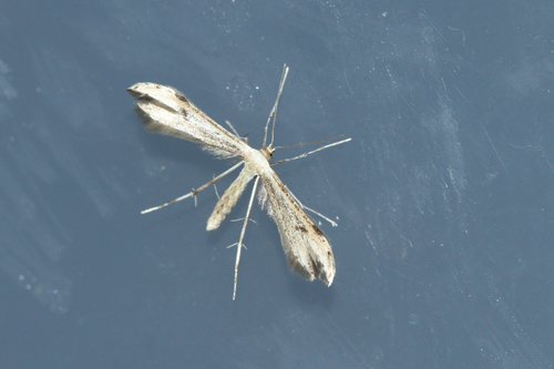 Mugwort Plume
