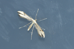 Hellinsia lienigianus