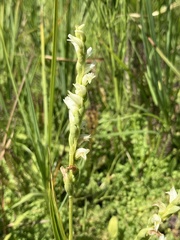 Spiranthes perexilis