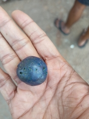 Elaeocarpus angustifolius