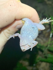 Hamptophryne boliviana