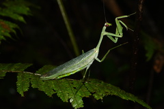 Macromantis hyalina