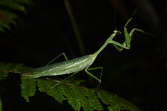Macromantis hyalina