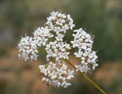 Platysace effusa