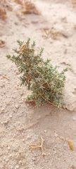 Cornulaca aucheri