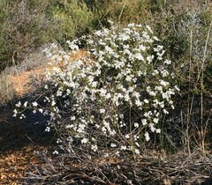 Platysace effusa