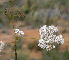 Platysace effusa