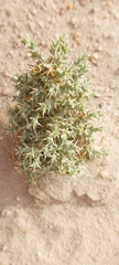 Cornulaca aucheri