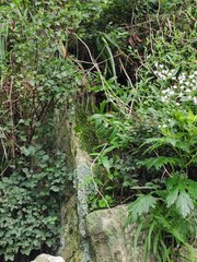 Gypsophila oldhamiana