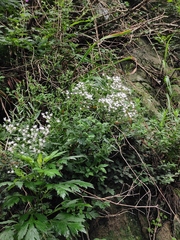 Gypsophila oldhamiana