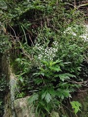 Gypsophila oldhamiana