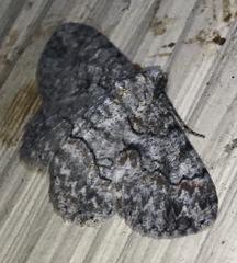 Iridopsis larvaria