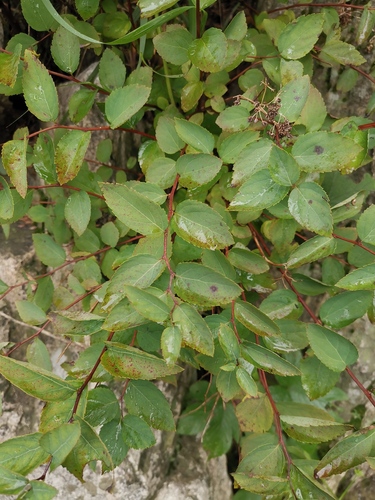 Spiraea fritschiana iNat (3)