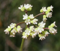 Platysace filiformis