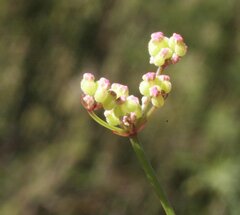 Platysace filiformis