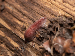 Australopacifica spectabilis