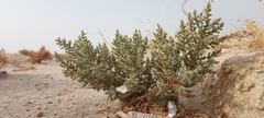Cornulaca aucheri