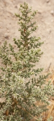 Cornulaca aucheri