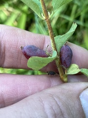 Lonicera caerulea cauriana
