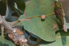 Cynips multipunctata