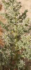Cornulaca aucheri
