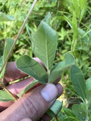 Lonicera caerulea cauriana
