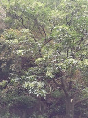 Fraxinus chinensis