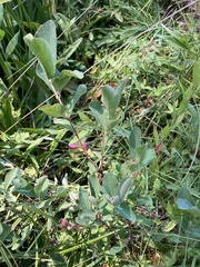 Lonicera caerulea cauriana