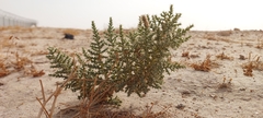 Cornulaca aucheri