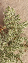 Cornulaca aucheri