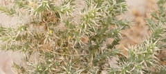 Cornulaca aucheri