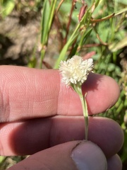Antennaria microphylla