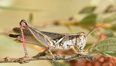 Melanoplus angustipennis