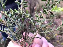 Daviesia filipes