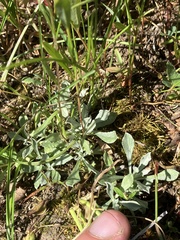 Antennaria microphylla