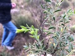 Daviesia filipes