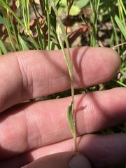 Antennaria microphylla