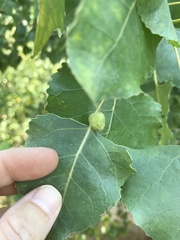 Pemphigus obesinymphae