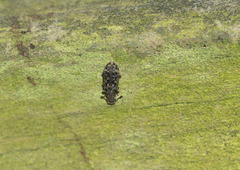Colydiinae