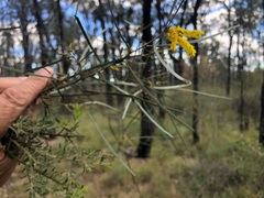 Acacia caroleae
