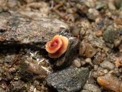 Arthurdendyus testaceus