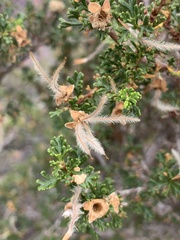 Cercocarpus intricatus