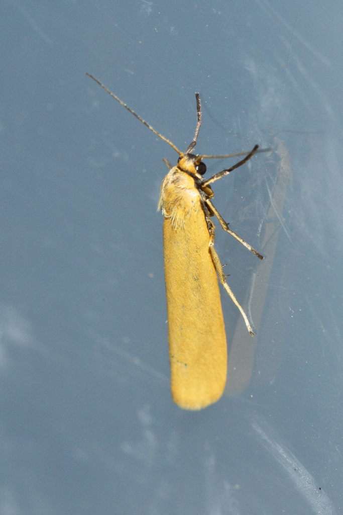 Indalia lutarella