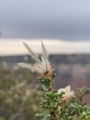 Cercocarpus intricatus